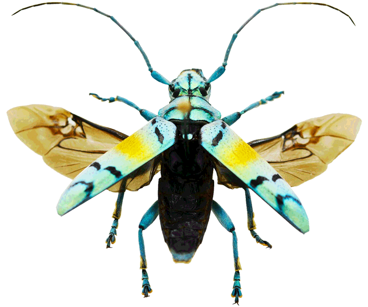 VDM Insecthouse Beetles VDM Insecthouse Beetles