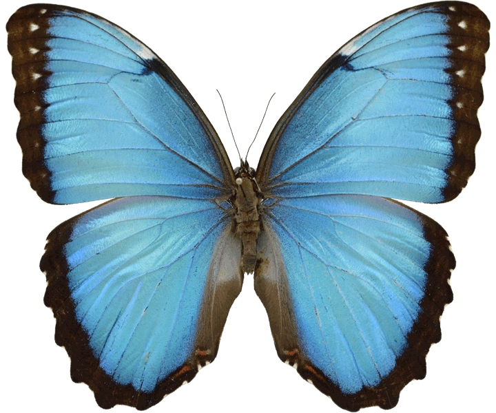 VDM Insecthouse Butterflies VDM Insecthouse Butterflies