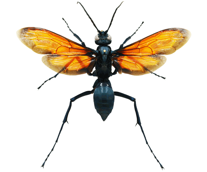 VDM Insecthouse Other insects VDM Insecthouse Other insects