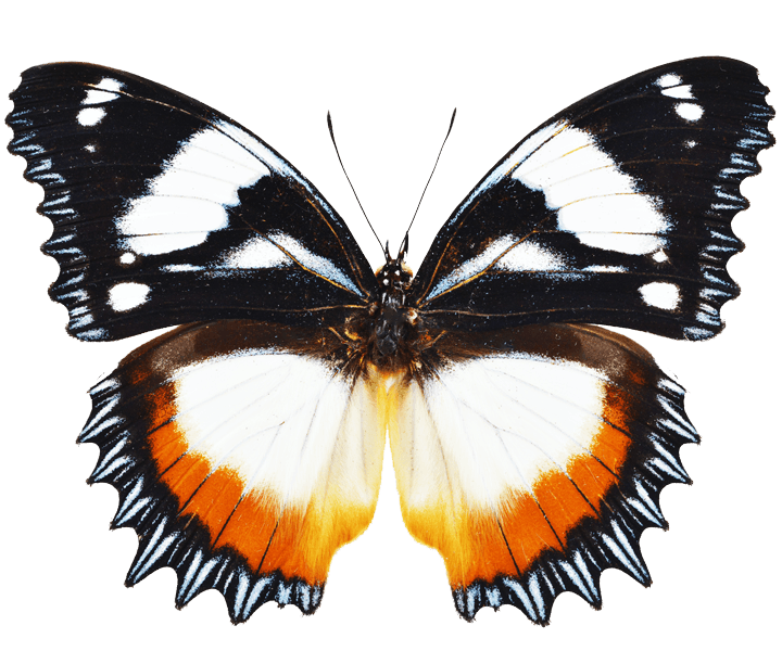 VDM Insecthouse Repairs VDM Insecthouse Repairs