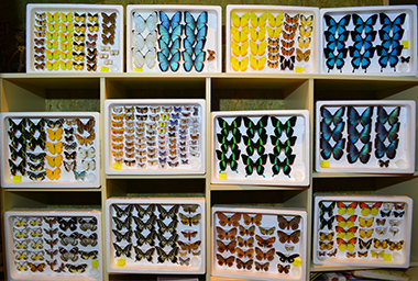 VDM Insecthouse info VDM Insecthouse info