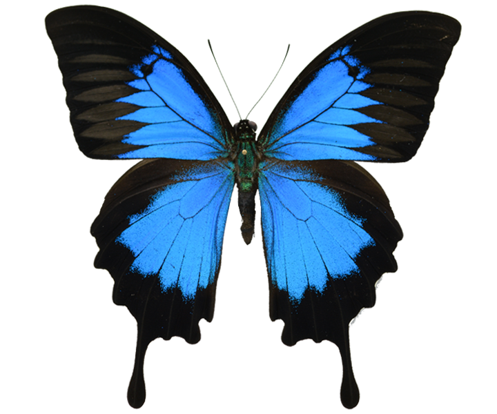 VDM Insecthouse beautiful butterfly illustration