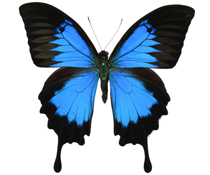 VDM Insecthouse beautiful butterfly illustration VDM Insecthouse beautiful butterfly illustration