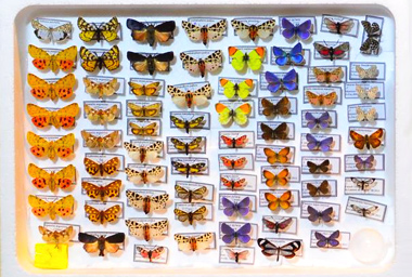 VDM Insecthouse quality butterflies