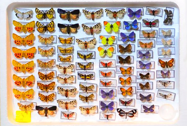 VDM Insecthouse quality butterflies VDM Insecthouse quality butterflies